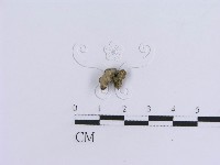 登錄號:F0019039藏品圖，第1張