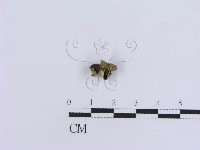 登錄號:F0019039藏品圖，第3張
