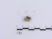 登錄號:F0019039藏品圖，第4張