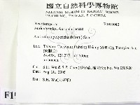 毛木耳藏品圖，第2張