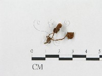登錄號:F0019041藏品圖，第1張