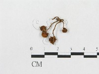 登錄號:F0019041藏品圖，第3張
