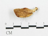 登錄號:F0019044藏品圖，第1張
