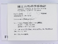 蠔韌革菌藏品圖，第2張