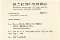 刺皮菌屬藏品圖，第2張
