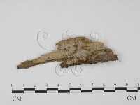 登錄號:F0019049藏品圖，第1張