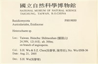 刺皮菌屬藏品圖，第2張