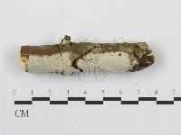 筍殼菌屬藏品圖，第1張