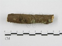 筍殼菌屬藏品圖，第4張