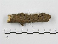 筍殼菌屬藏品圖，第5張
