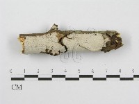 筍殼菌屬藏品圖，第6張