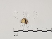 登錄號:F0019058藏品圖，第1張