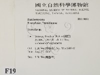 銀耳屬藏品圖，第2張