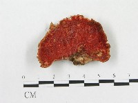 登錄號:F0019065藏品圖，第1張