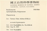 寡孔菌屬藏品圖，第2張