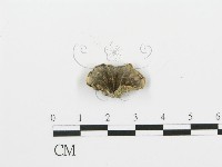登錄號:F0019068藏品圖，第1張