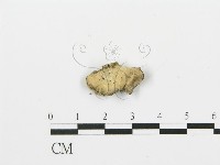 登錄號:F0019068藏品圖，第3張