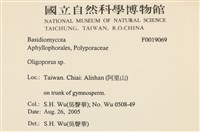 寡孔菌屬藏品圖，第2張