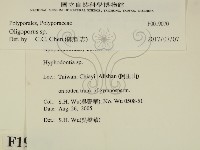 寡孔菌屬藏品圖，第2張