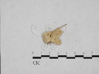 寡孔菌屬藏品圖，第1張
