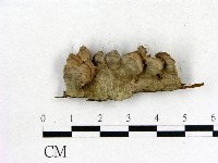 館號:F0019071藏品圖，第3張