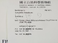 銀耳屬藏品圖，第2張