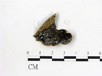 毛木耳藏品圖，第1張