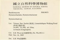 刺革菌屬藏品圖，第2張