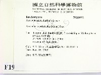毛木耳藏品圖，第2張