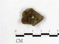 毛木耳藏品圖，第3張