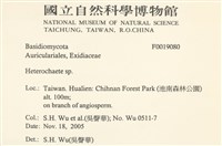 刺皮菌屬藏品圖，第2張