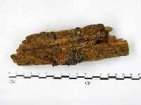 木層孔菌屬藏品圖，第3張