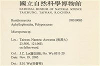 小孔菌屬藏品圖，第2張