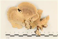 小孔菌屬藏品圖，第3張