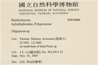 寡孔菌屬藏品圖，第2張