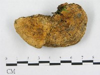 登錄號:F0019086藏品圖，第1張