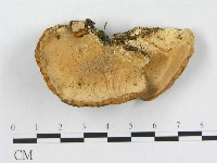 登錄號:F0019086藏品圖，第3張