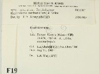 冇骨消絲齒菌藏品圖，第2張