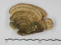 登錄號:F0019088藏品圖，第1張