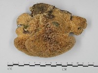 登錄號:F0019088藏品圖，第3張
