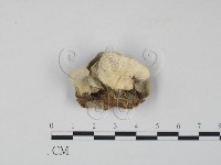 雲芝藏品圖，第3張
