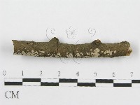 筍殼菌屬藏品圖，第3張