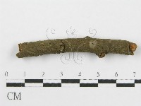 筍殼菌屬藏品圖，第4張