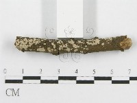 筍殼菌屬藏品圖，第5張