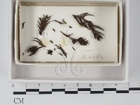 登錄號:F0019091藏品圖，第1張