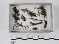登錄號:F0019092藏品圖，第1張