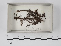 登錄號:F0019093藏品圖，第1張