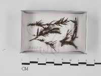 登錄號:F0019094藏品圖，第1張