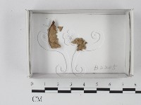 登錄號:F0019095藏品圖，第1張