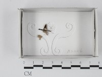 登錄號:F0019096藏品圖，第1張